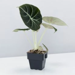 Indoor Garden Alocasia Reginula 'Black Velvet' - 85mm