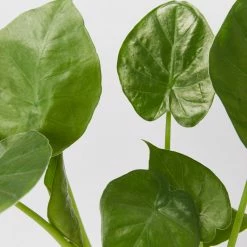 Indoor Garden Alocasias Alocasia Calidora Dwarf