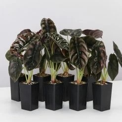 Indoor Garden Alocasia Cuprea Alocasias