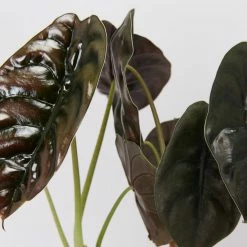 Indoor Garden Alocasia Cuprea Alocasias