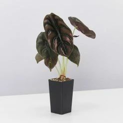 Indoor Garden Alocasia Cuprea Alocasias