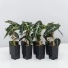 Indoor Garden Alocasia Dwarf (smallest) Amazonica Elephant Ear Plant Alocasias