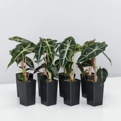 Indoor Garden Alocasia Dwarf (smallest) Amazonica Elephant Ear Plant Alocasias