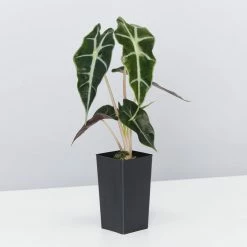 Indoor Garden Alocasia Dwarf (smallest) Amazonica Elephant Ear Plant Alocasias