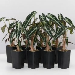 Indoor Garden Alocasia Lowii 'Bebe'/'Bambino'
