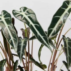 Indoor Garden Alocasia Lowii 'Bebe'/'Bambino'