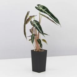 Indoor Garden Alocasia Lowii 'Bebe'/'Bambino'