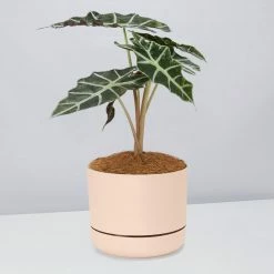 Pot + Plant Gift Box Alocasia Lowii Polly Amazonica - Pot + Plant + Soil