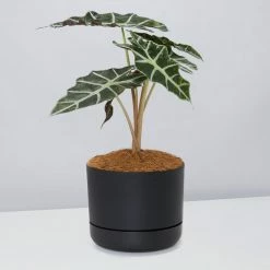 Pot + Plant Gift Box Alocasia Lowii Polly Amazonica - Pot + Plant + Soil 23 Pot + Plant Gift Box Alocasia Lowii Polly Amazonica - Pot + Plant + Soil