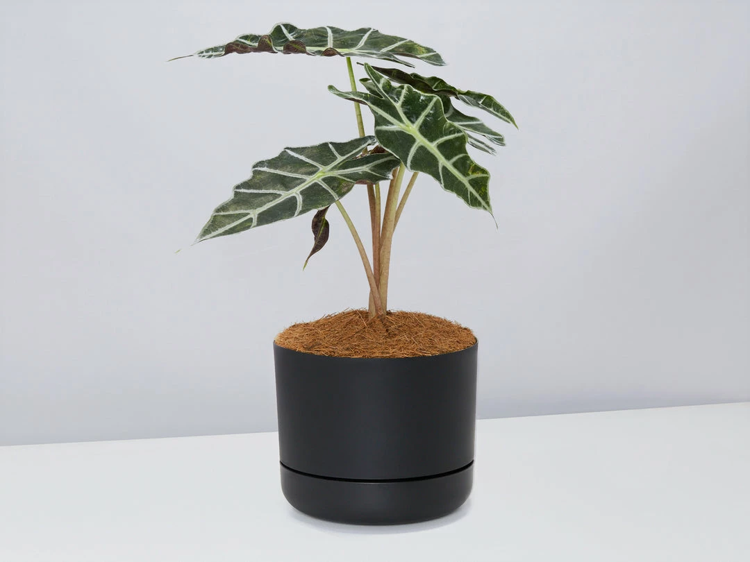 Pot + Plant Gift Box Alocasia Lowii Polly Amazonica - Pot + Plant + Soil 7 Pot + Plant Gift Box Alocasia Lowii Polly Amazonica - Pot + Plant + Soil