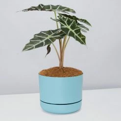 Pot + Plant Gift Box Alocasia Lowii Polly Amazonica - Pot + Plant + Soil 21 Pot + Plant Gift Box Alocasia Lowii Polly Amazonica - Pot + Plant + Soil