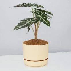 Pot + Plant Gift Box Alocasia Lowii Polly Amazonica - Pot + Plant + Soil 25 Pot + Plant Gift Box Alocasia Lowii Polly Amazonica - Pot + Plant + Soil