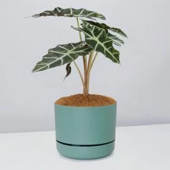 Pot + Plant Gift Box Alocasia Lowii Polly Amazonica - Pot + Plant + Soil 31 Pot + Plant Gift Box Alocasia Lowii Polly Amazonica - Pot + Plant + Soil