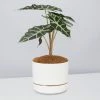 Pot + Plant Gift Box Alocasia Lowii Polly Amazonica - Pot + Plant + Soil