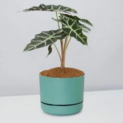Pot + Plant Gift Box Alocasia Lowii Polly Amazonica - Pot + Plant + Soil 24 Pot + Plant Gift Box Alocasia Lowii Polly Amazonica - Pot + Plant + Soil