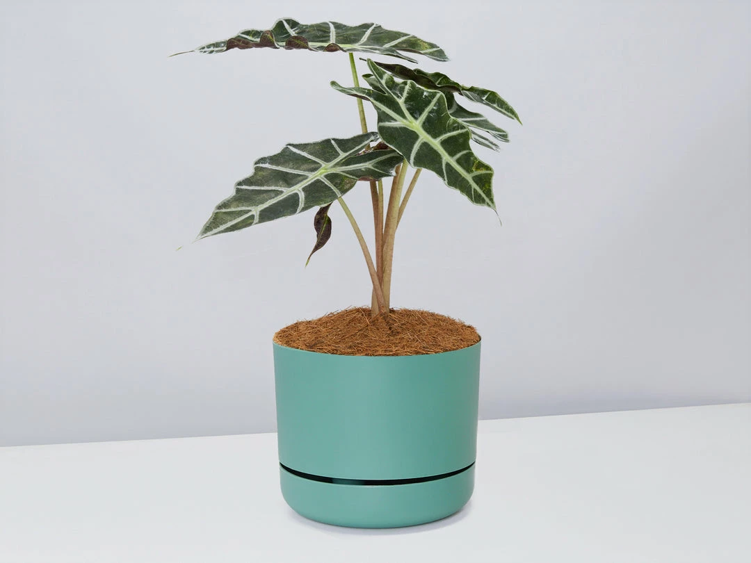 Pot + Plant Gift Box Alocasia Lowii Polly Amazonica - Pot + Plant + Soil 8 Pot + Plant Gift Box Alocasia Lowii Polly Amazonica - Pot + Plant + Soil