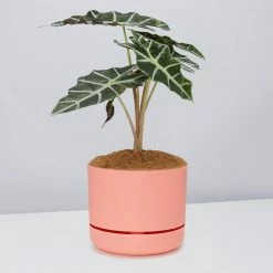 Pot + Plant Gift Box Alocasia Lowii Polly Amazonica - Pot + Plant + Soil 27 Pot + Plant Gift Box Alocasia Lowii Polly Amazonica - Pot + Plant + Soil