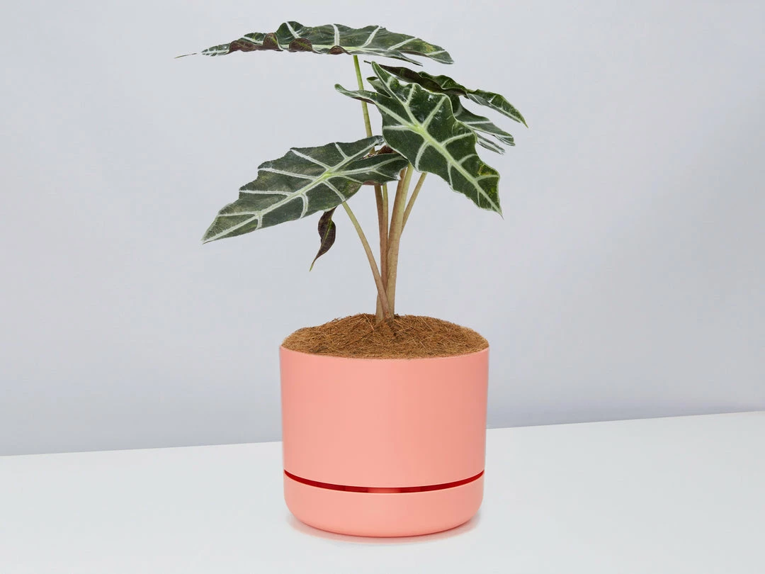 Pot + Plant Gift Box Alocasia Lowii Polly Amazonica - Pot + Plant + Soil 11 Pot + Plant Gift Box Alocasia Lowii Polly Amazonica - Pot + Plant + Soil