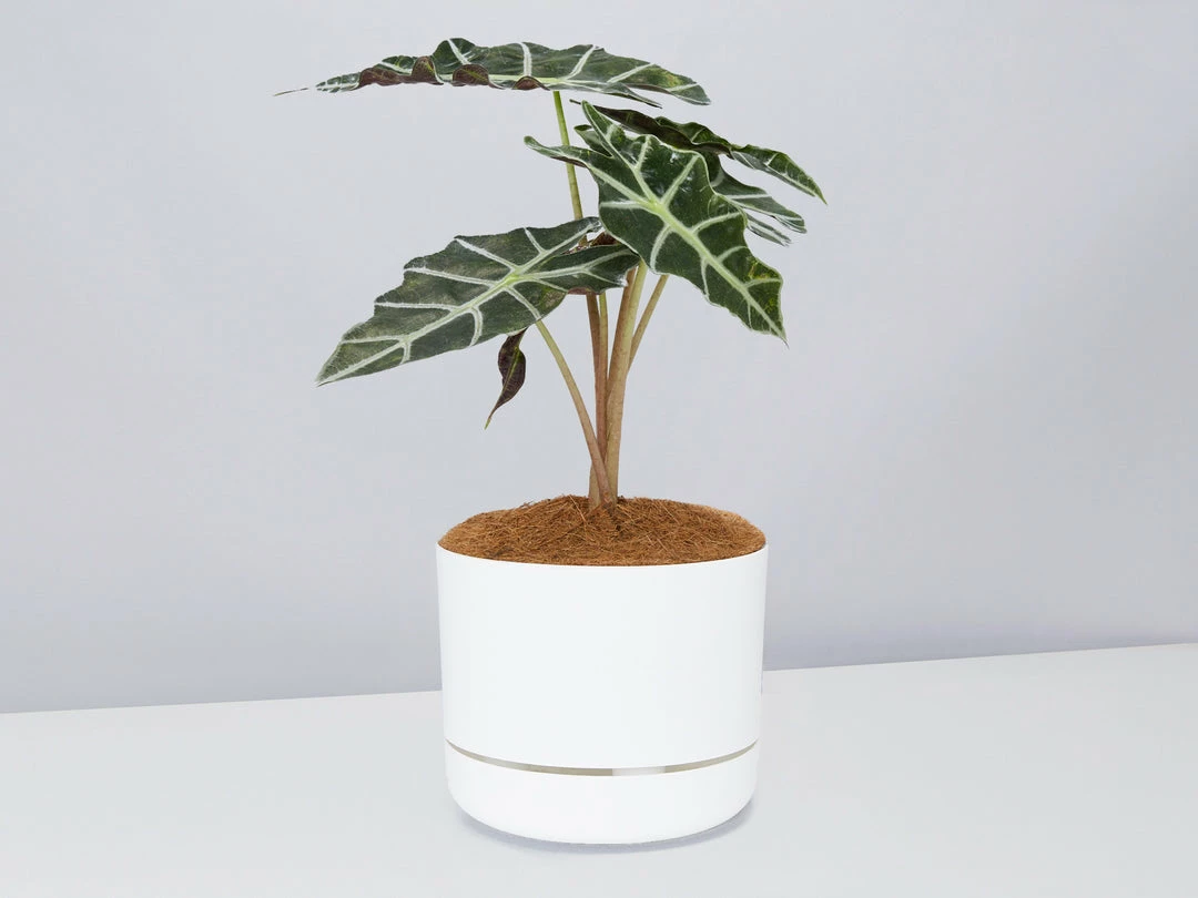 Pot + Plant Gift Box Alocasia Lowii Polly Amazonica - Pot + Plant + Soil 6 Pot + Plant Gift Box Alocasia Lowii Polly Amazonica - Pot + Plant + Soil