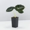 Indoor Garden Alocasia Reginula 'Black Velvet' Elephant Ears Plant Alocasias