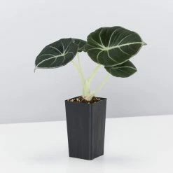 Indoor Garden Alocasia Reginula 'Black Velvet' Elephant Ears Plant Alocasias