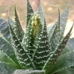 Succulents Pool Friendly Plants Aloe Aristata