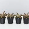 Succulents Pool Friendly Plants Aloe Christmas Cracker