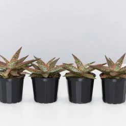 Succulents Pool Friendly Plants Aloe Christmas Cracker