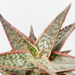 Succulents Pool Friendly Plants Aloe Christmas Cracker