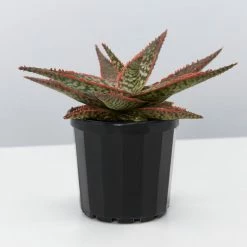 Succulents Pool Friendly Plants Aloe Christmas Cracker