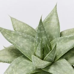 Succulents Plant Packs Assorted Succulent Box - 85mm