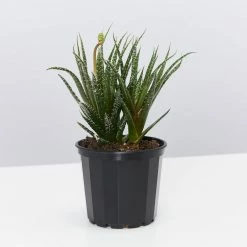 Succulents Aloe Haworthioides