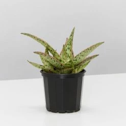 Succulents Full Sun Aloe Sandro X Daenerys