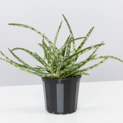 Succulents Aloe Spotted Kiwi