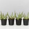Succulents Full Sun Aloe Wunderkind