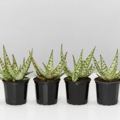 Succulents Full Sun Aloe Wunderkind