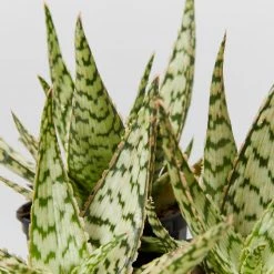 Succulents Full Sun Aloe Wunderkind