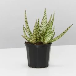 Succulents Full Sun Aloe Wunderkind