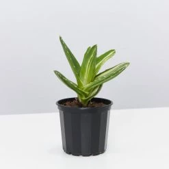 Succulents Full Sun Aloe Perfoliata Variegata