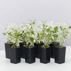 Shrubs Alternanthera Ficoidea Snow On The Mountain