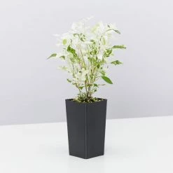 Shrubs Alternanthera Ficoidea Snow On The Mountain