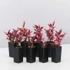 Ozbreed Shrubs Alternanthera Dentata Brazilian Red Hots™ Plant Pack