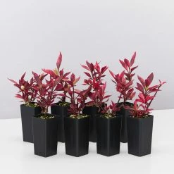 Ozbreed Shrubs Alternanthera Dentata Brazilian Red Hots™ Plant Pack