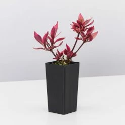 Ozbreed Shrubs Alternanthera Dentata Brazilian Red Hots™ Plant Pack