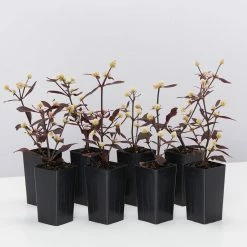 Shrubs Alternanthera Dentata 'Firebug'