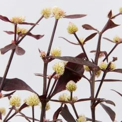Shrubs Alternanthera Dentata 'Firebug'