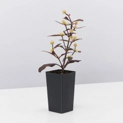 Shrubs Alternanthera Dentata 'Firebug'