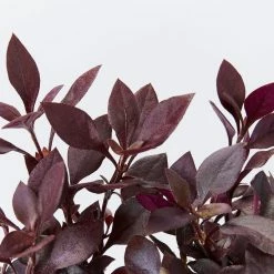 Ozbreed Shrubs Alternanthera Dentata Little Ruby™