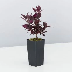 Ozbreed Shrubs Alternanthera Dentata Little Ruby™