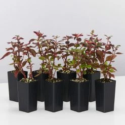 Shrubs Alternanthera Amoena 'Purple Splash'